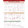 Travell, Simons & Simons' Trigger Point Pain Patterns Wall Chart: Trunk, Pelvis, and Lower Limb