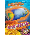 Angelfish