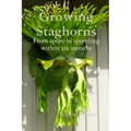Growing Staghorns from Spore