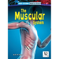 The Muscular System