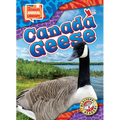 Canada Geese