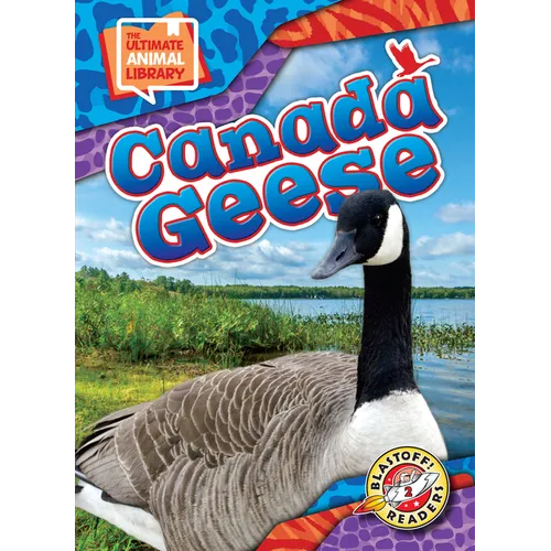Canada Geese