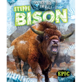 Steppe Bison