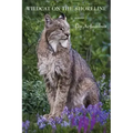 Wildcat on the Shoreline