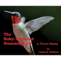 The Ruby-throated Hummingbird: A photo essay