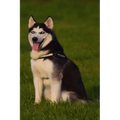 Husky: This Is a General Name for a Sled-Type of Dog Used in Northern Regions, Differentiated from Other Sled-Dog Types by Th