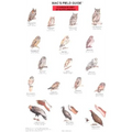 Mac's Field Guides: North American Birds of Prey