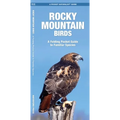 Rocky Mountain Birds: An Introduction to Familiar Species