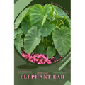 Elephant Ear: Plant Guide