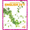 English Ivy