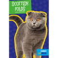 Scottish Folds