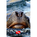 Diver's Log Book: scuba diving log book 100 dives