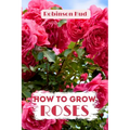 How to Grow Roses: Easy guide to planning, planting and growing a rose flower