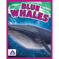 Blue Whales