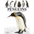 Penguins