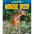 Mouse Deer