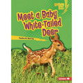 Meet a Baby White-Tailed Deer