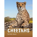 Cheetahs