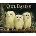 Owl Babies
