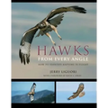 Hawks from Every Angle: How to Identify Raptors in Flight