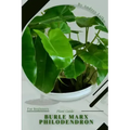 Burle Marx Philodendron: Plant Guide