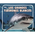 Los Grandes Tiburones Blancos (Great White Sharks)