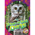 Saw-Whet Owls