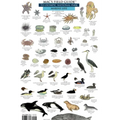 Mac's Field Guides: Olympic National Park
