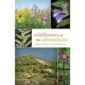 Wildflowers of the Adirondacks