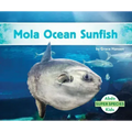 Mola Ocean Sunfish
