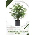 Norfolk Island Pine: Prodigy Petal, Plant Guide