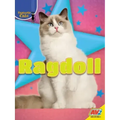Ragdoll