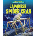 Japanese Spider Crab