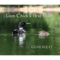 Loon Chick's First Flight
