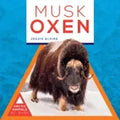 Musk Oxen
