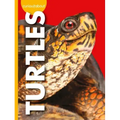 Curious about Turtles