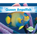 Queen Angelfish