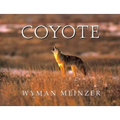 Coyote