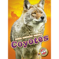Coyotes