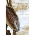 Weeds and Wildflowers in Winter