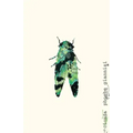 Cicada