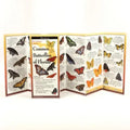 Common Butterflies of Florida