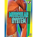 Muscular System