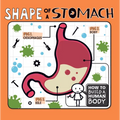 Shape of a Stomach