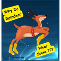 Why Do Reindeer Wear Socks?