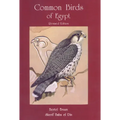 Common Birds of Egypt