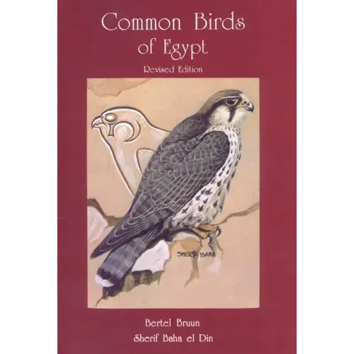 Common Birds of Egypt