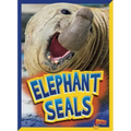 Elephant Seals