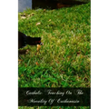 Catholic Teaching On The Morality Of Euthanasia