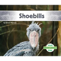 Shoebills